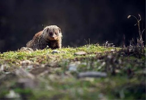 游客讲述野生动物园游览经历，该名游客对熊的印象是什么？