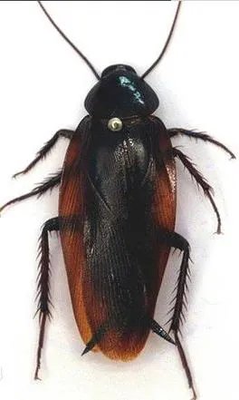 北方蟑螂和南方蟑螂哪个更可怕？