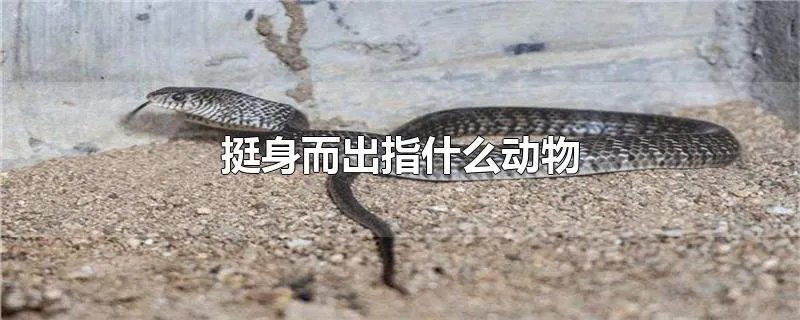 挺身而出指什么动物