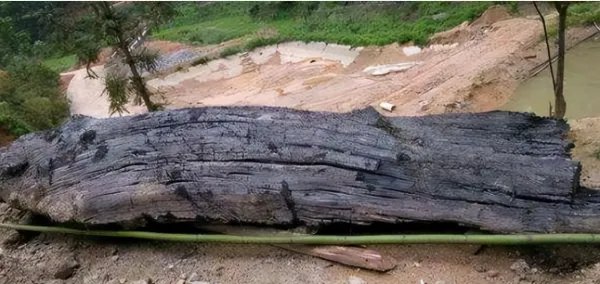 四川乐山挖出巨型乌木，官方表示系有人盗挖，涉事人员将面临哪些处罚？