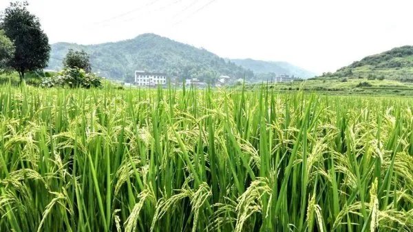 袁隆平团队沙漠海水稻亩产超千斤,海水稻与水稻有何区别?