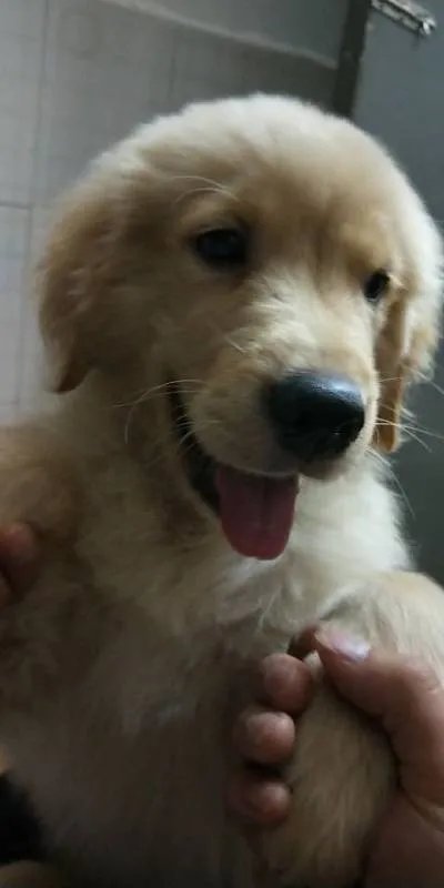 三个月的金毛犬有多大?求照片，求好心人