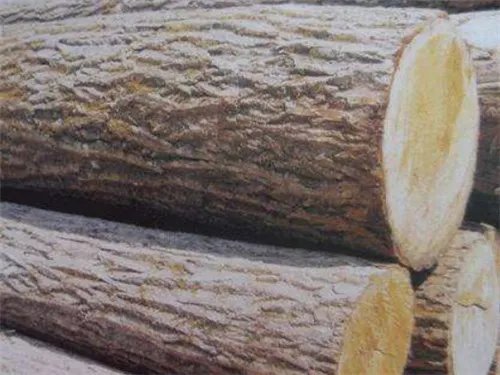 小叶黄杨木要不要上油