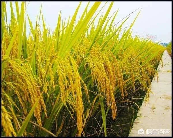 东北为什么产大米