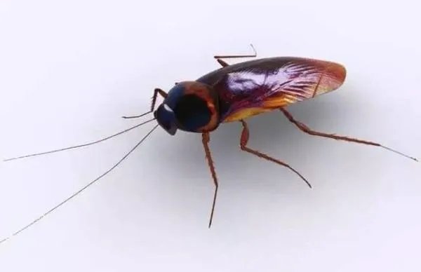 曱甴┅是什么意思？？？