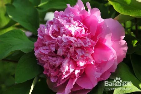 牡丹花该怎么种植