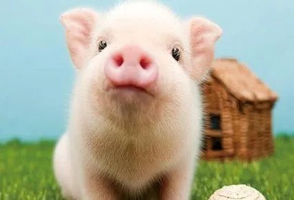 景德镇一养猪场大批死猪致污染,当地采取了什么举措?