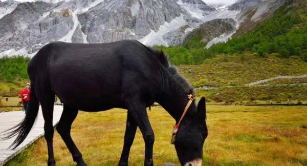 稻城亚丁为何会火爆全网，真的如同介绍所说的那么美？