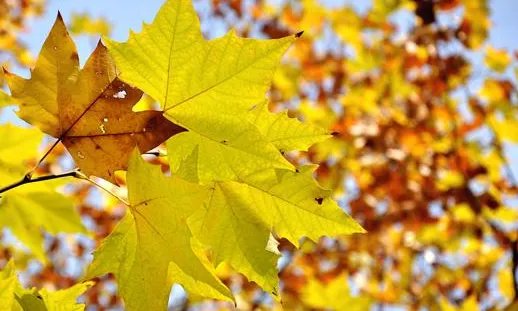 2020年立秋是早秋还是晚秋?