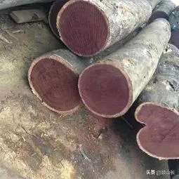 全球十大最名贵木材有哪些？