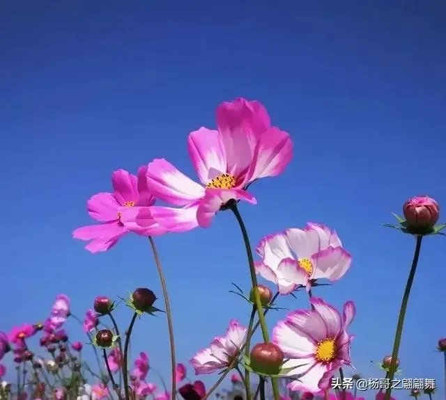 自媒体优质文章的标准是什么？