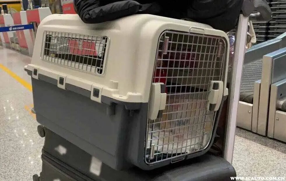 宠物跟随主人飞机托运多少钱