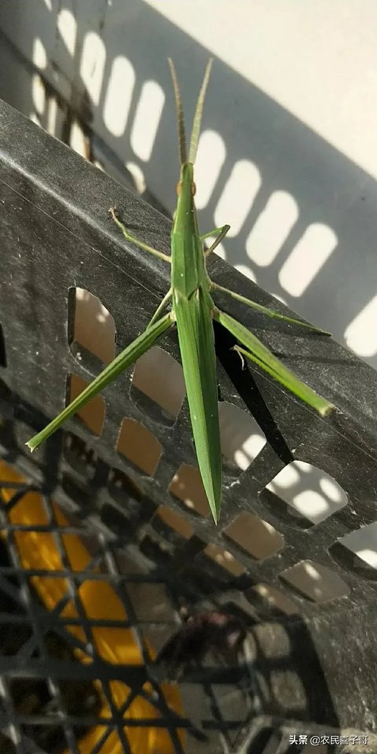 如何处理畜禽粪便？