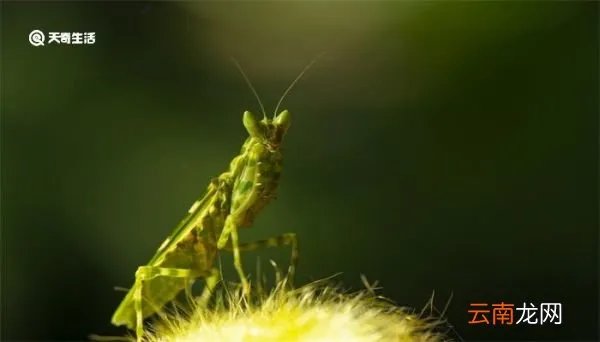 螳螂肚子里的虫子是什么 螳螂肚子里的虫子是什么虫