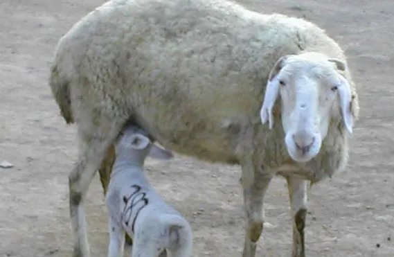 哪里有出售小尾寒羊的啊？纯种的小尾寒羊