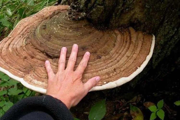 老牛干的功效与作用图片