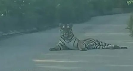 吉林女子同一地点接连两天偶遇东北虎，东北虎在当地很常见吗？