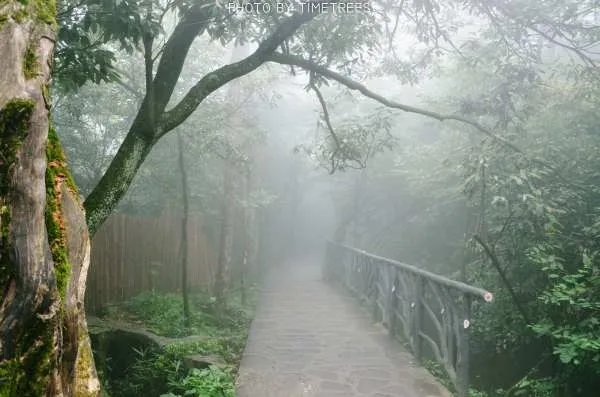 三峡库区再现水中森林,这是种什么景象?