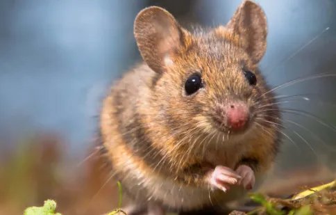 内蒙古一地发布鼠疫预警,专家做出了哪些提醒?