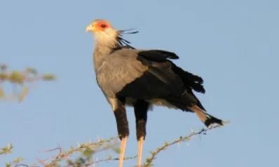 沙漠骆驼歌词是什么意思：沙漠骆驼歌词怎么读