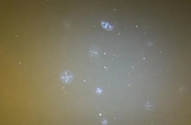 桃花水母现身云南 被称之为水中大熊猫