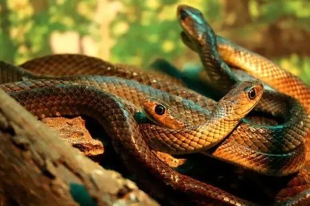 四川一窝蛇晒太阳成网红,这些蛇为何不惧怕人类?