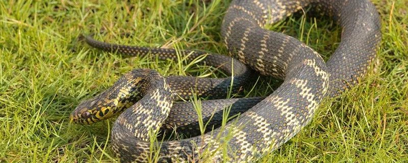 梦见蛇是什么预兆 梦见蛇是什么寓意