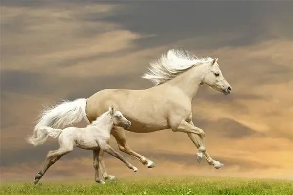 先锋保国卫家园什么生肖