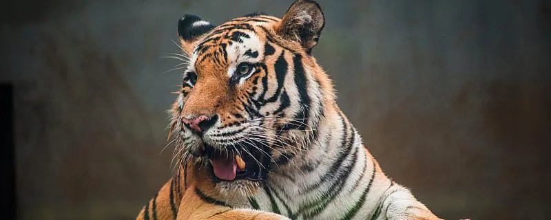 2022年的虎宝宝是什么虎 2022年出生的虎宝宝命运解析