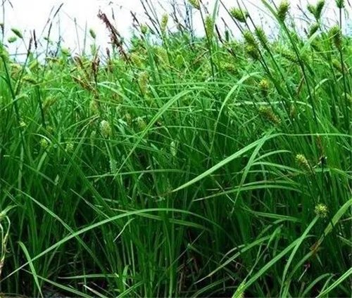 乌拉草图片大全 乌拉草到底有没有药用价值呢