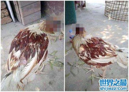 无头鸡存活一周，相当于现在的脑叶切除手术 