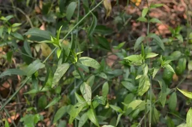 身体出现哪些症状，就说明你该排毒了呢？