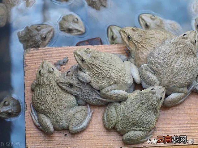 牛蛙养殖方法和技术大全 牛蛙养殖技术的培训