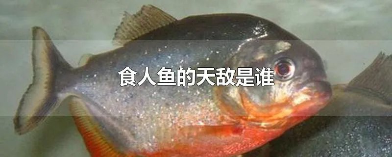 食人鱼的天敌是谁