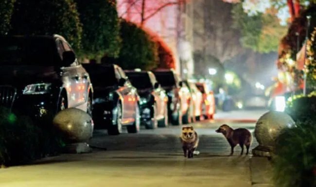 上海100多个小区出现貉是怎么回事 上海100多个小区出现貉是什么情况