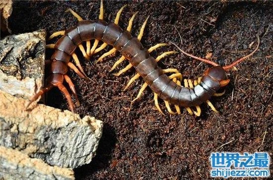 波多黎各巨人蜈蚣，人类面前很温顺不会主动攻击 