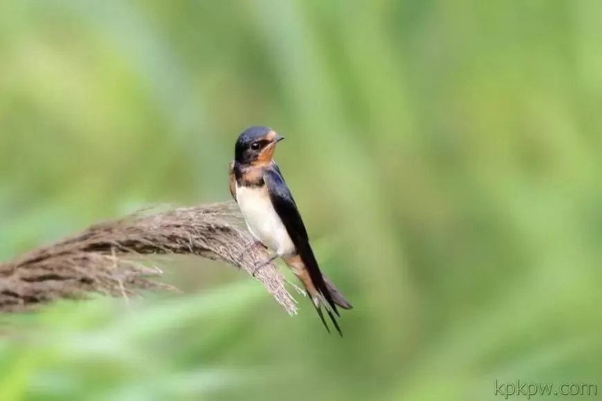 蚂蚁庄园8月17日答案 劳燕飞分中的劳指的是什么