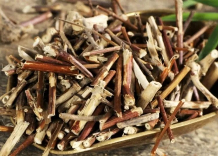 忍冬藤的功效与作用