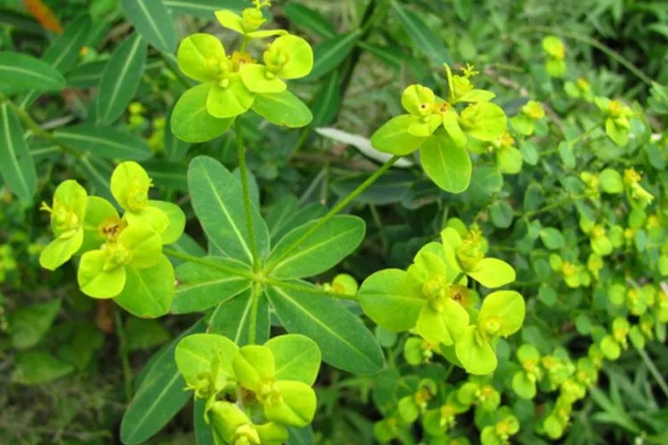 猫眼草图片及功效