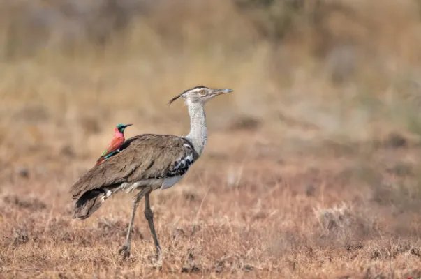 世界上最大的10种鸟,第一是非洲鸵鸟,第五是空中霸主
