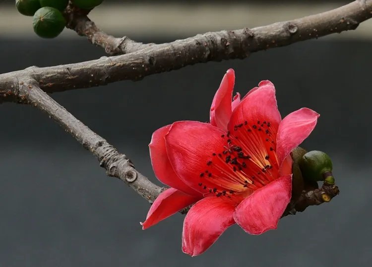 木棉花的功效与作用