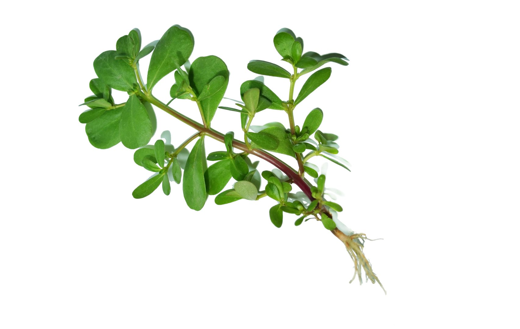 马齿苋图片功效与作用