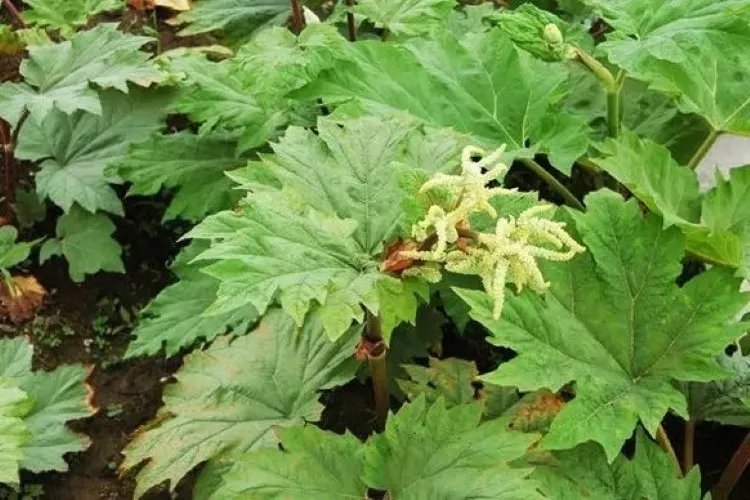 润肠通便的中草药植物图片