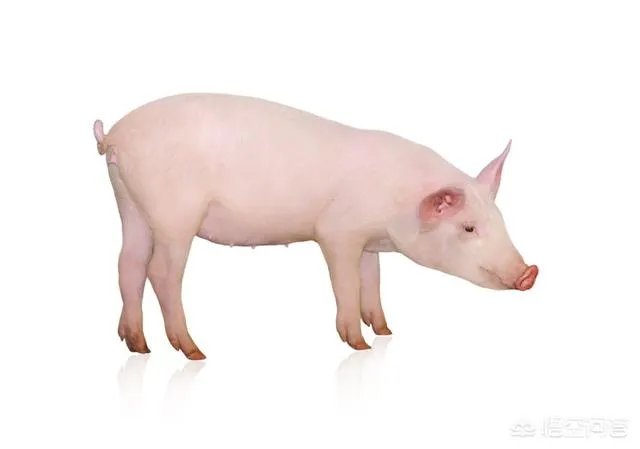 2019年有什么好春联?