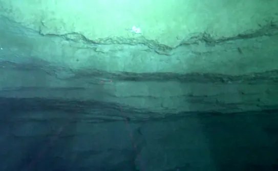 科学家发现的5.5亿年前海底生物是什么？