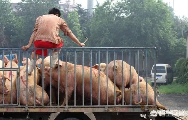 2019猪价行情预测，猪价还会涨吗？