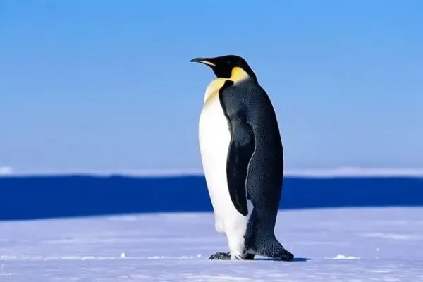 世界上最大的10种鸟,第一是非洲鸵鸟,第五是空中霸主