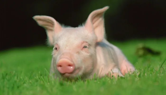 猪宝是什么东西 猪肚子里的猪宝是什么东西