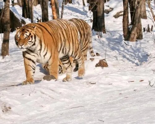 小兴安岭首次找到东北虎吃熊证据,具体是什么?