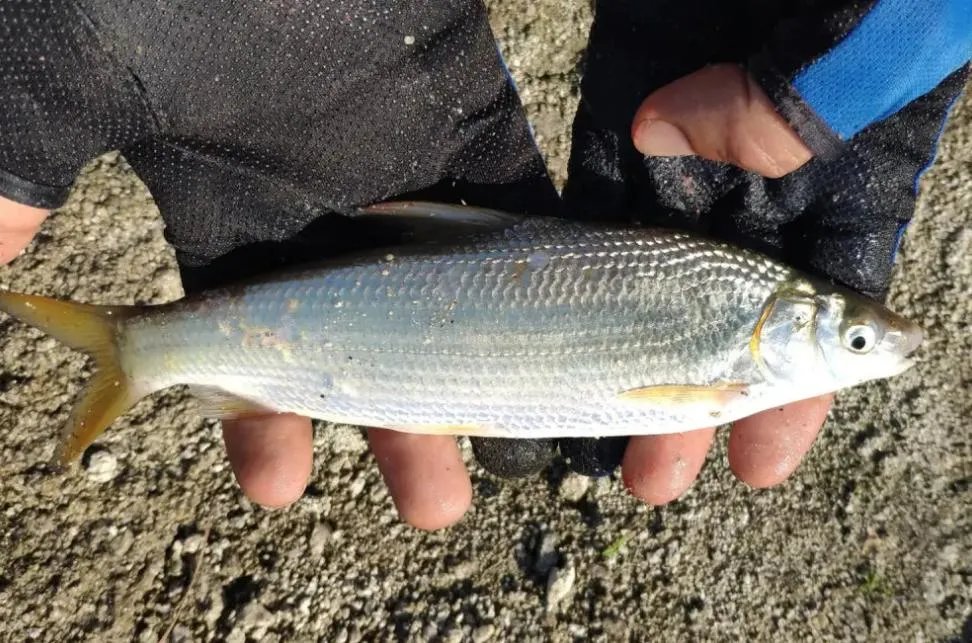 惠州出现大量死鱼？是日本倾泄核废水的结果还是海水遭到污染？